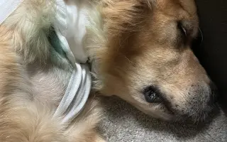 Zlatý Artur a jeho boj s mastocytomy