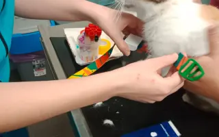 KOČIČKY V NOUZI - POMOZTE NÁM ZACHRÁNIT JEJICH ŽIVOTY