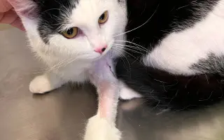 Zachraňme Flíčkovi pacičku a normální život