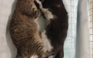 Žádná kočka si sama nepomůže