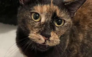 🐾 Pomozte Rozárce znovu se nadechnout 💔