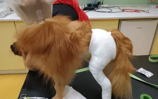 Pomozme Rikymu znovu běhat