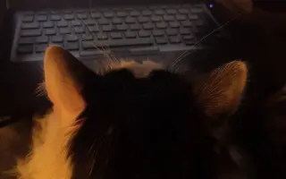 Pomozme kocourkovi Alexovi...