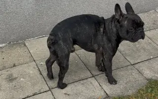 Pomozme Calvinovi zpět na nožičky