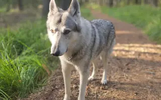 Zachraňme Degase: Vlčák s velkým srdcem bojuje s krutou nemocí