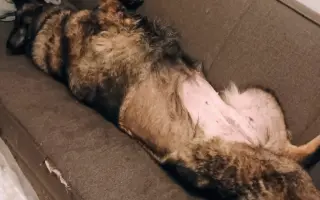 Pomoc Furině v boji s lupusem (SLE)