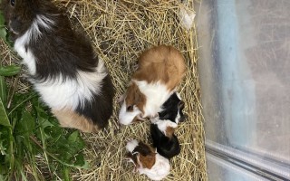 Pomozte morčátkům k vysněnému domovu – výběh a kastrace pro ušaté zachráněnce!