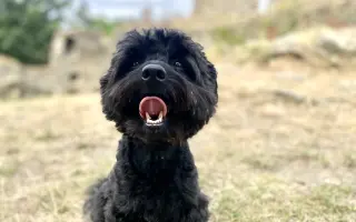 Pomoc s úhradou operace pro Danteho🐕​🙏