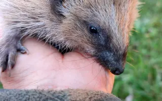 Společně ❤️ pro zvířata i v roce 2026