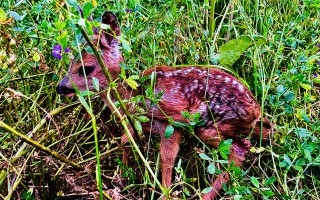 Zachraňme mláďata zvěře při senoseči v Českém středohoří dronem s termovizí