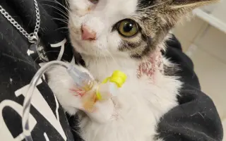 Pomozte nám s kastracemi a léčbou nemocných a zraněných koček