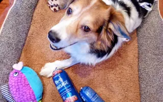 POMOC PRO FOXÍČKA, ASPENA A TAFFY-JACKA