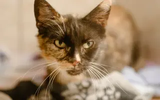 Zvířata v nouzi - pomoc s úhradou veterinárních nákladů