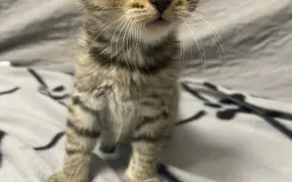 Mobilní domek pro psy