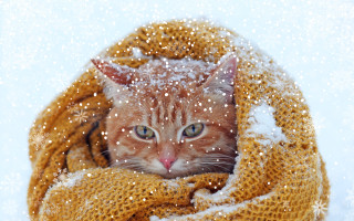 V zimě visí kočičí životy na vlásku - darujte jim naději