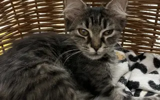 Pomoc s úhradou veterinárních nákladů 🙏