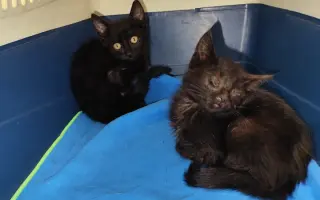 Pomozte nám zvládnout obrovské veterinární náklady 💔🙏🙏🙏