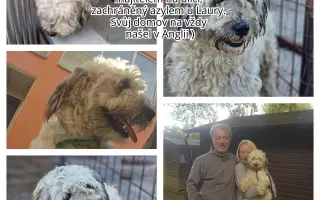 Vánoční sbírka: 100 plných misek pro rumunské pejsky