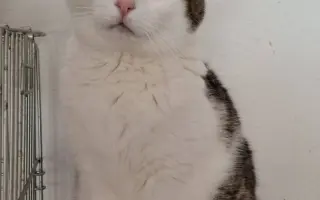 Pomoc pro nová koťata a kočičky - Kočky u Katky