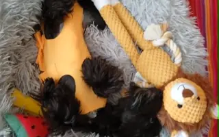 Pomohli jste Orny podstoupit život zachraňující operaci