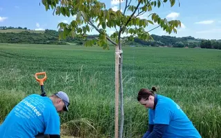 Pomozte stromům růst