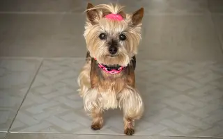 Pomozte Kessynce znovu se postavit na všechny čtyři 🐾