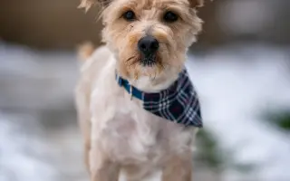 Vánoční sbírka pro opuštěná a týraná zvířata