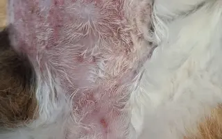 9 nalezených Lásek