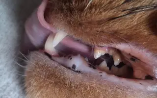 9 nalezených Lásek