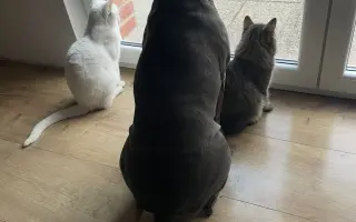 Sheilinka už dvakrát vyhrála. Pomozme jí bojovat potřetí.