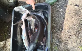 Obnova života rybníka po otravě ryb