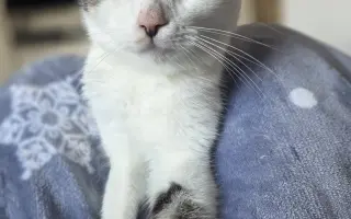 Staňte se nadějí pro kočičky bez domova