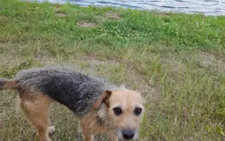 🐾 SOS sbírka pro Soničku – fenku, která je celý svět malého chlapečka