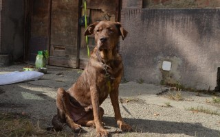 Pomozme s veterinárními náklady opuštěným zvířatům