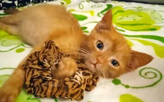 Druhá šance na život – veterinární péče pro zraněné, opuštěné a týrané kočky