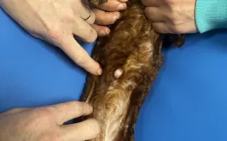 Pomozte nemocnému Maxovi a 14 drobečkům z velkomnožírny!