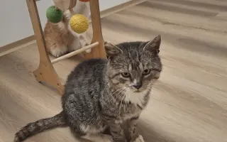 Druhá šance na život – veterinární péče pro zraněné, opuštěné a týrané kočky