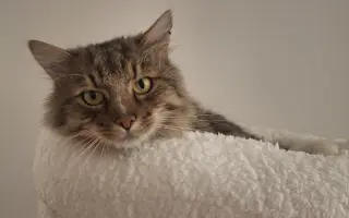 Druhá šance na život – veterinární péče pro zraněné, opuštěné a týrané kočky