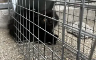 POMOZTE NÁM ZASTAVIT KRUH KOČIČÍHO UTRPENÍ. Víme jak na to, ale bez vás to nezvládneme.