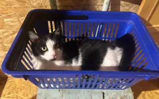 🐾 Pomoc pro 50 kočičích chlupáčů – prosba, která není lehká, ale je upřímná