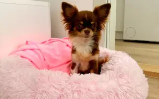 Pomozme Xyrušče znovu běhat 🐾♥️