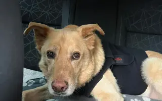 Pomozme společně Báře zachránit jejího nejlepšího přítele