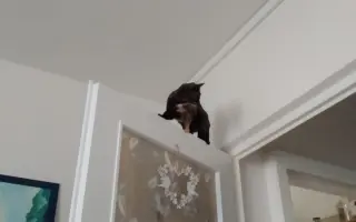 Kočička Firdous sní o dni kdy si bude moct znovu hrát