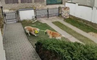 FOXY čekal 10 let na domov. Konečně ho našel. Teď bojuje o život.