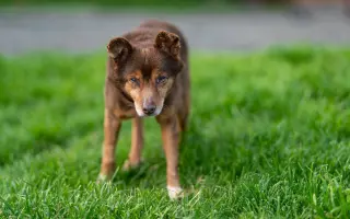 Pomozte s námi čtyřnohým seniorům