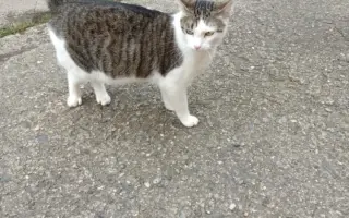 Prosíme, pomozte kocourku Gabrielovi dál žít!