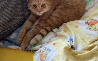 Kočičí bojovník co chce zdolat smrtelnou nemoc