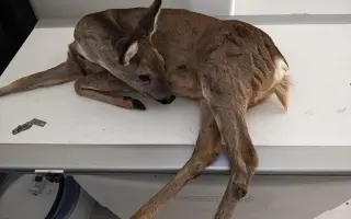 Šance na život pro březí srnečku Zuzičku