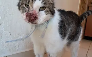 Filípek chce žít: pomoz mu porazit nádor