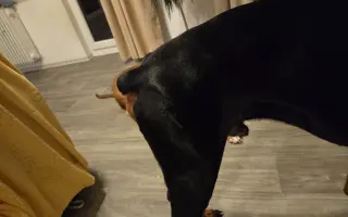 Štěňátku na kyčle, aby mohlo znova bezbolestně chodit